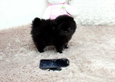 Wundersch�ne Mini Pomeranian Zwergspitz