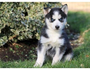 Siberian Husky Welpen mit