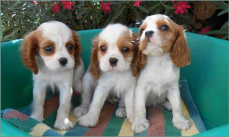 Cavalier Spaniel Welpen zu verkaufen!