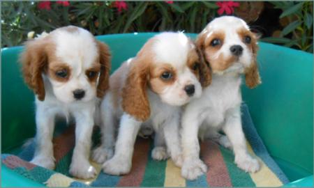 Cavalier Spaniel Welpen zu verkaufen!