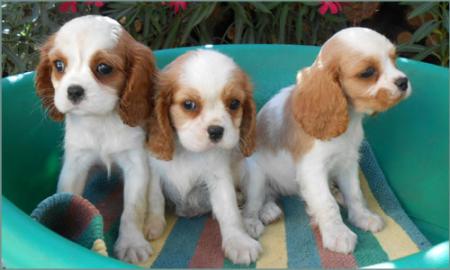Cavalier Spaniel Welpen zu verkaufen!