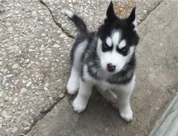 Siberian Husky Welpen