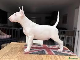 Bullterrier-Welpen