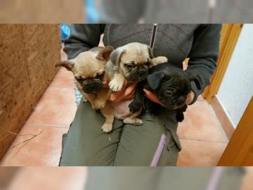 Franz�sische Bully Welpen mit Papiere