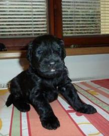 Supersch�ne Welpen Briard mit Stammbaum