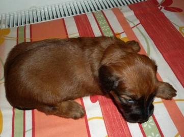 Supersch�ne Welpen Briard mit Stammbaum
