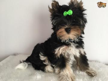 Wundersch�ne Yorkshire-Terrier Welpen (4
