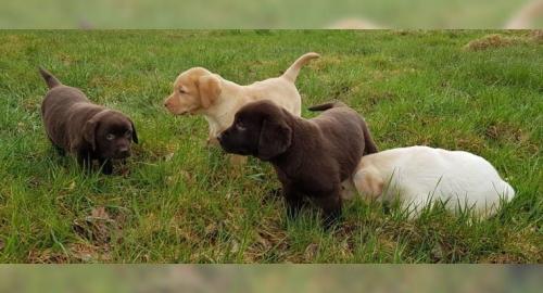 Sehr sch�ne Labradorwelpen mit Papieren