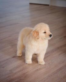 Golden retriever welpe