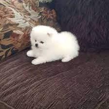 Gesund Pomeranian Zwerg/Spitz Welpen