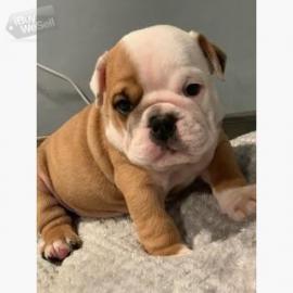 Englische Bulldoggen welpen whatsapp num