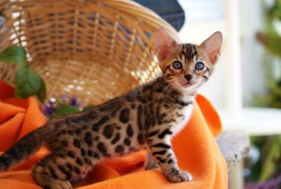 Baby K?tzchen zur freien Adoption
