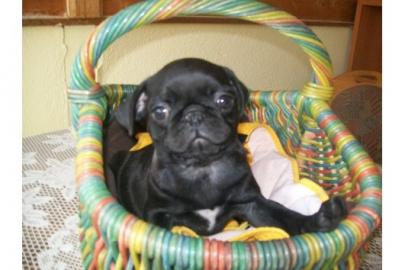 Mops Welpen,beige u. schwarz 100 euros