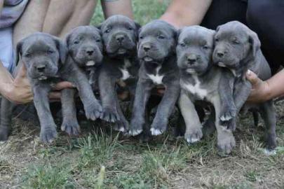 Top Reinrassige Cane Corso Welpen !!
