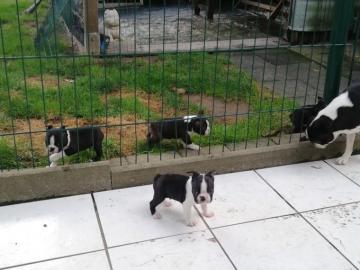 Zuckers??e Boston Terrier Welpen
