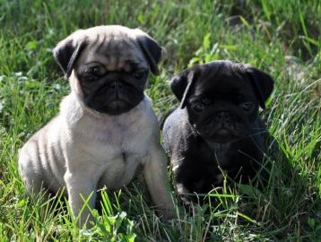 Wundersch�n Mops Welpen