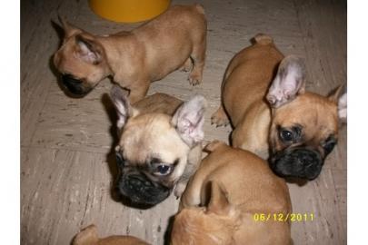 Franz�sische Bulldogge - welpen - selten