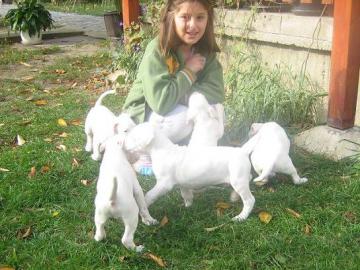 Dogo Argentino wunders��e Welpen