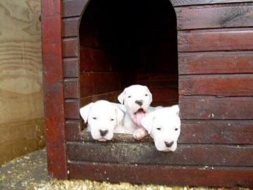 Dogo Argentino wunders��e Welpen