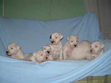 Dogo Argentino wunders��e Welpen