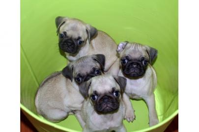 Mops  Welpen  abzugeben