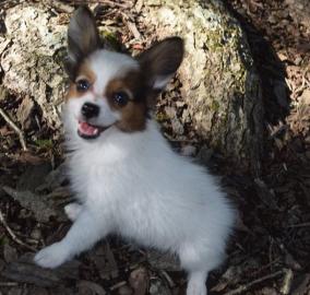 Beautiful Papillon puppies