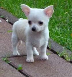 Reinrassige Chihuahua-Welpen
