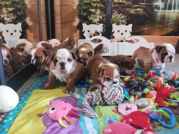 S??e Englisch Bulldogge Welpen 12 Wochen