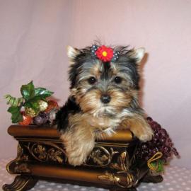 Wundersch�ne Yorshire Terrier Welpen.  Yo