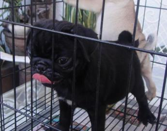 Mops Welpen zu verkaufen f�r 100 Euros