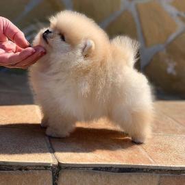 Zwergspitz P 4 zuckeromeranian Spitz Boo