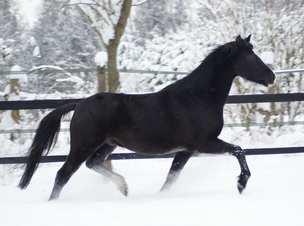 Gesunde Walisischen Ponys Pferde zum Ver