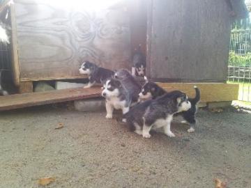 Wundersch�ne Siberian Husky Welpen