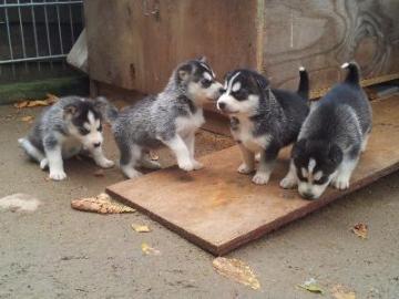 Wundersch�ne Siberian Husky Welpen