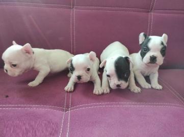 Fantastische Franz?sische Bulldoggen-Wel