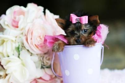 Erstaunlicher Yorkshire-Terrier-Welpe!