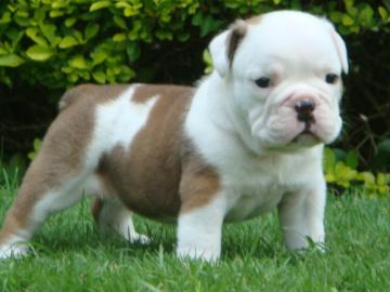 wundersch�ne, gesunde English Bulldog We