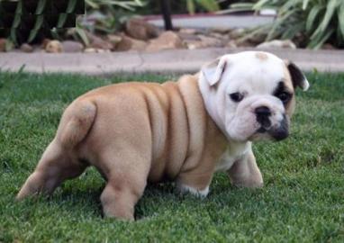 wundersch�ne, gesunde English Bulldog We
