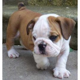 wundersch�ne, gesunde English Bulldog We