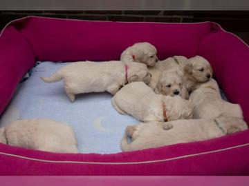 Wundersch?ne Golden Retriever Welpen
