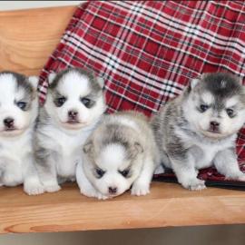 Sch?ne Pomsky Welpen verf?gbar