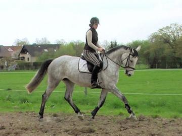 Spring Hannoveraner pferde / Allrounder