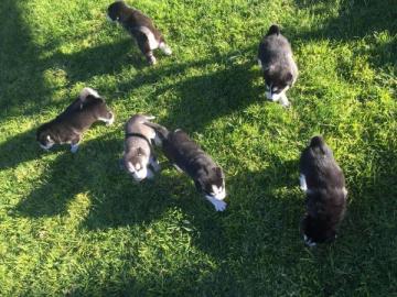 Sch?ne reinrassige Siberian Husky Welpen