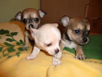 Wunderschne Mini-Chihuahua-Welpen (Lang