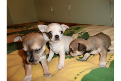 Wundersch�ne Mini-Chihuahua-Welpen (Lang