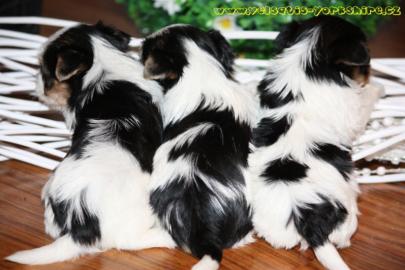 Luxus Welpen Biewer Yorkshire Terrier