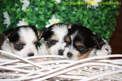 Luxus Welpen Biewer Yorkshire Terrier
