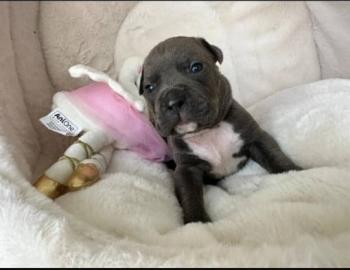American Pitbull-Welpen (Blueline)