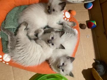 Ragdoll-K?tzchen