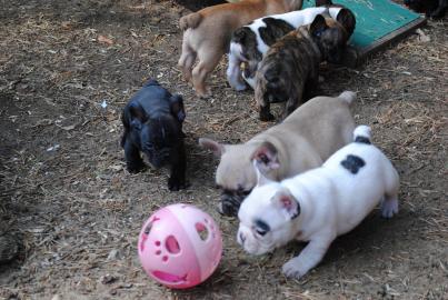 Franz�sische Bulldogge Welpe mit Papiere